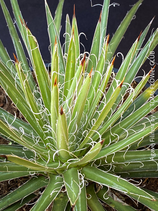 Agave Filifera, frost resistant succulents, hardy agave, low maintenance plants, sun loving succulent plants for sale by TOMs FLOWer CLUB.