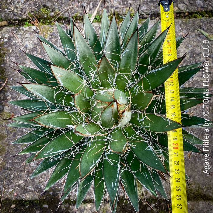 Agave Filifera, frost resistant succulents, hardy agave, low maintenance plants, sun loving succulent plants for sale by TOMs FLOWer CLUB.