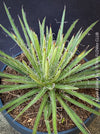 Agave Filifera, frost resistant succulents, hardy agave, low maintenance plants, sun loving succulent plants for sale by TOMs FLOWer CLUB.