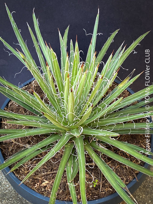 Agave Filifera, frost resistant succulents, hardy agave, low maintenance plants, sun loving succulent plants for sale by TOMs FLOWer CLUB.