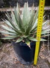 Agave Filifera, frost resistant succulents, hardy agave, low maintenance plants, sun loving succulent plants for sale by TOMs FLOWer CLUB.