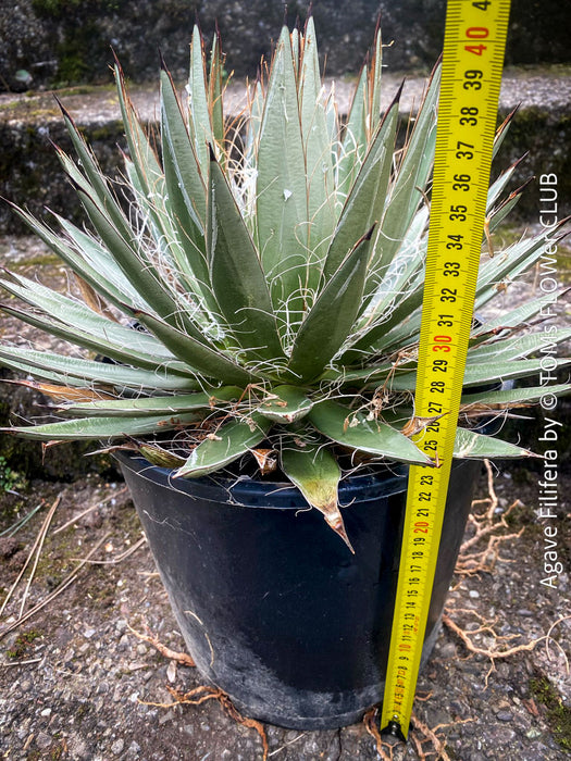 Agave Filifera, frost resistant succulents, hardy agave, low maintenance plants, sun loving succulent plants for sale by TOMs FLOWer CLUB.