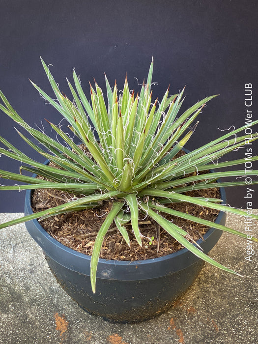 Agave Filifera, frost resistant succulents, hardy agave, low maintenance plants, sun loving succulent plants for sale by TOMs FLOWer CLUB.