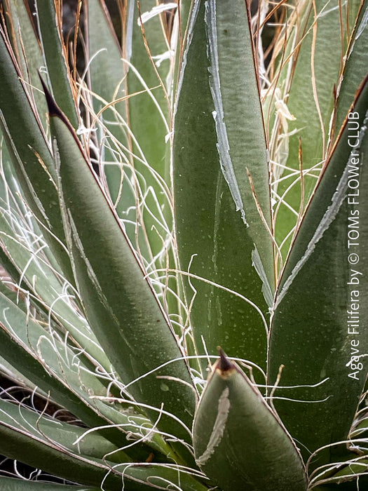 Agave Filifera, frost resistant succulents, hardy agave, low maintenance plants, sun loving succulent plants for sale by TOMs FLOWer CLUB.