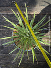 Agave Filifera, frost resistant succulents, hardy agave, low maintenance plants, sun loving succulent plants for sale by TOMs FLOWer CLUB.