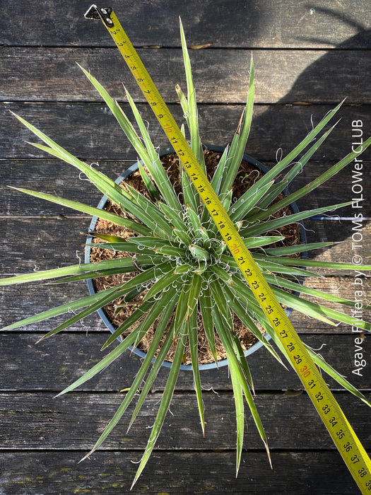 Agave Filifera, frost resistant succulents, hardy agave, low maintenance plants, sun loving succulent plants for sale by TOMs FLOWer CLUB.