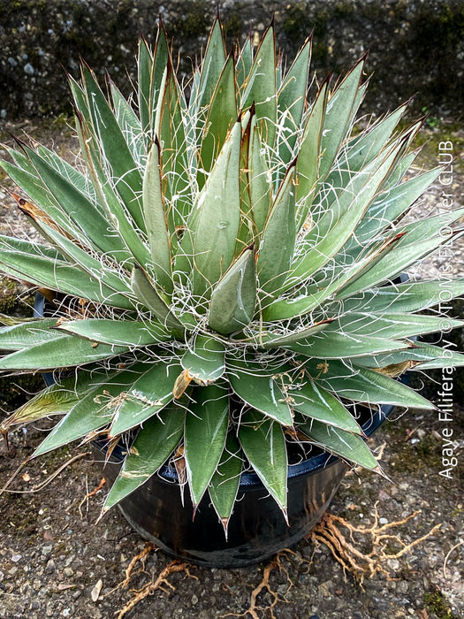 Agave Filifera, frost resistant succulents, hardy agave, low maintenance plants, sun loving succulent plants for sale by TOMs FLOWer CLUB.