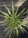 Agave Filifera, frost resistant succulents, hardy agave, low maintenance plants, sun loving succulent plants for sale by TOMs FLOWer CLUB.