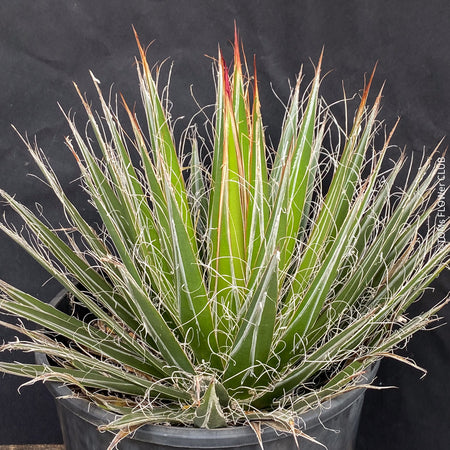 Agave Filifera, sun loving succulent plants for sale by TOMsFLOWer CLUB.