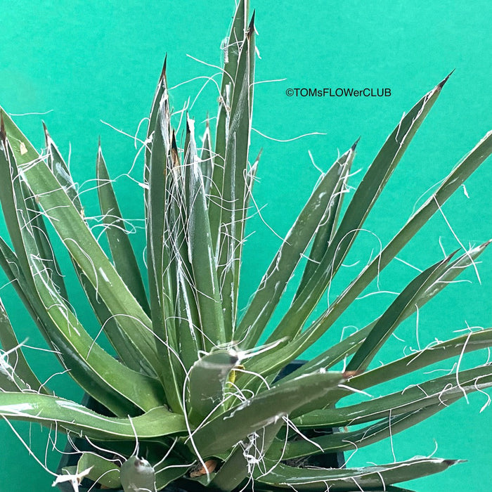 Agave Filifera, sun loving succulent plants for sale by TOMsFLOWer CLUB.