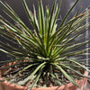 Agave Geminiflora, sun loving succulent plant for sale at TOMs FLOWer CLUB