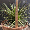 Agave Geminiflora, sun loving succulent plant for sale at TOMs FLOWer CLUB