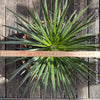 Agave Geminiflora, sun loving succulent plant for sale at TOMs FLOWer CLUB