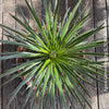 Agave Geminiflora, sun loving succulent plant for sale at TOMs FLOWer CLUB