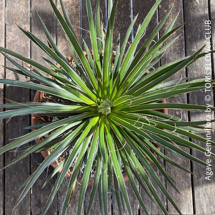 Agave Geminiflora, sun loving succulent plant for sale at TOMs FLOWer CLUB