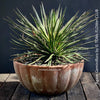 Agave Geminiflora, sun loving succulent plant for sale at TOMs FLOWer CLUB