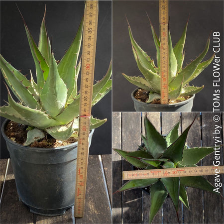 Agave Gentryi, sun loving and hardy succulent plant for sale at TOMs FLOWer CLUB