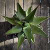 Agave Gentryi, sun loving and hardy succulent plant for sale at TOMs FLOWer CLUB