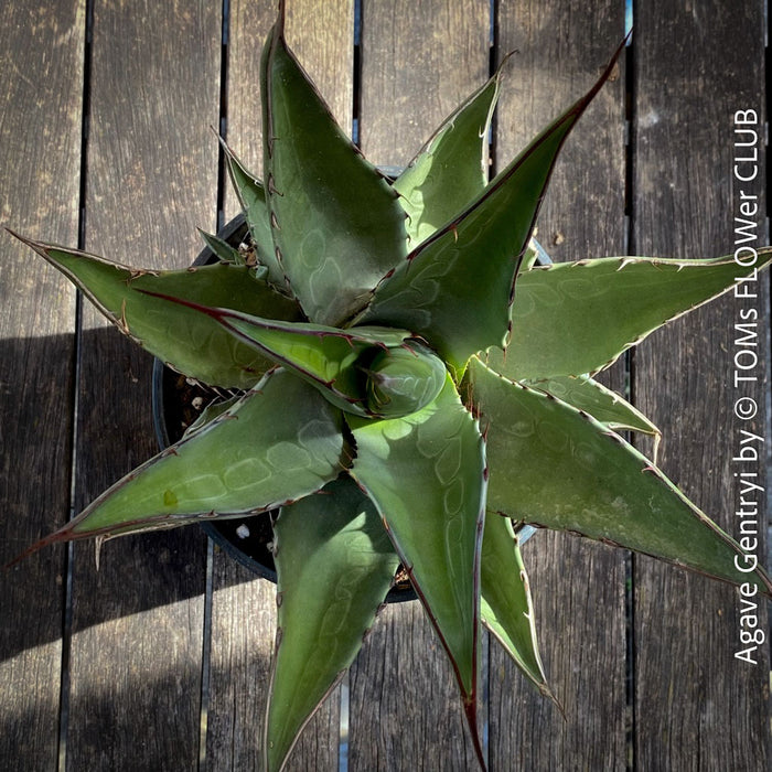 Agave Gentryi, sun loving and hardy succulent plant for sale at TOMs FLOWer CLUB