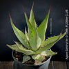 Agave Gentryi, sun loving and hardy succulent plant for sale at TOMs FLOWer CLUB