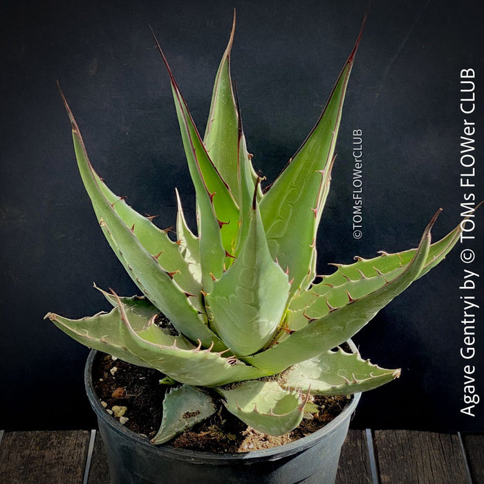 Agave Gentryi, sun loving and hardy succulent plant for sale at TOMs FLOWer CLUB
