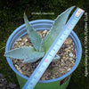 Agave Gentryi, sun loving and hardy succulent plant for sale at TOMs FLOWer CLUB