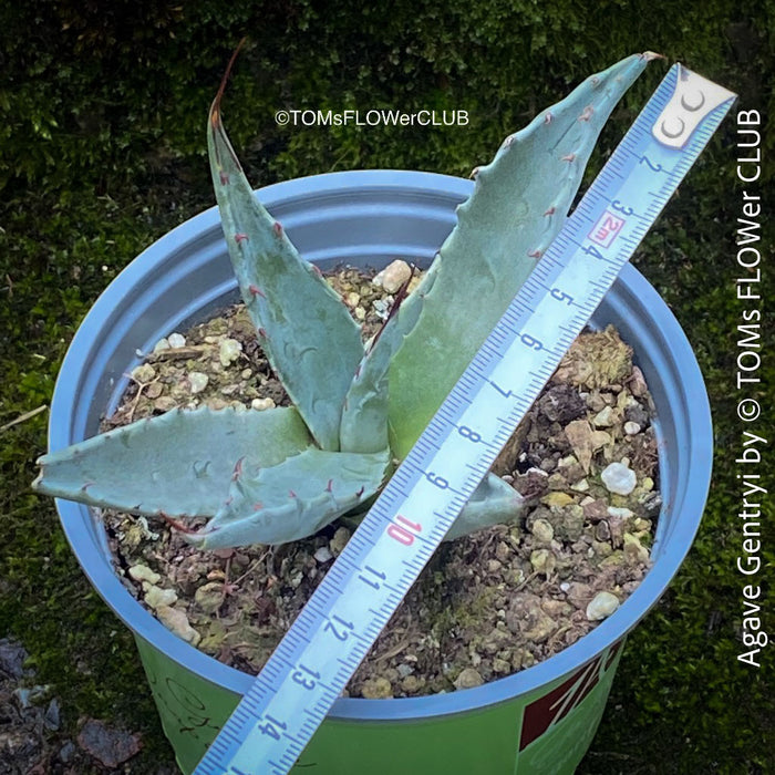 Agave Gentryi, sun loving and hardy succulent plant for sale at TOMs FLOWer CLUB