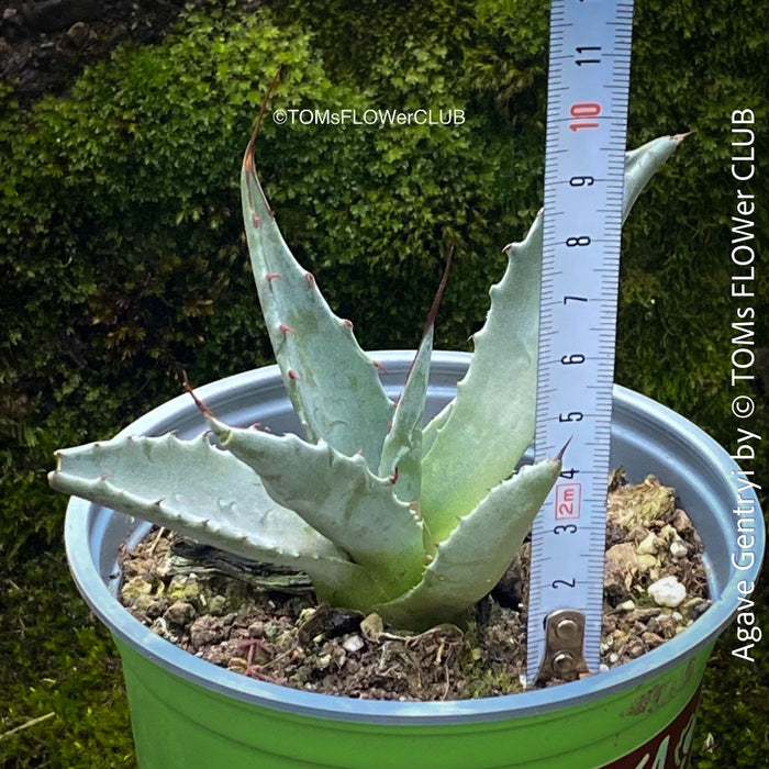 Agave Gentryi, sun loving and hardy succulent plant for sale at TOMs FLOWer CLUB