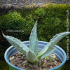 Agave Gentryi, sun loving and hardy succulent plant for sale at TOMs FLOWer CLUB