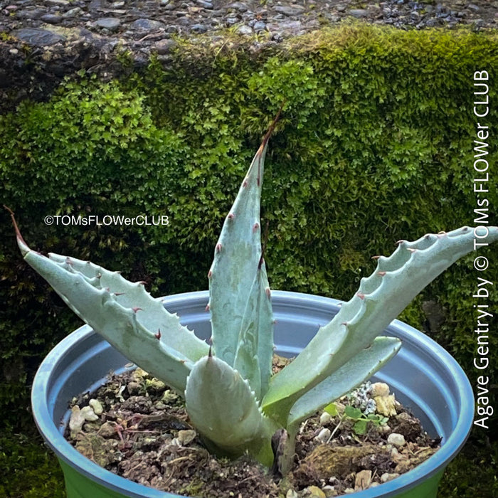 Agave Gentryi, sun loving and hardy succulent plant for sale at TOMs FLOWer CLUB