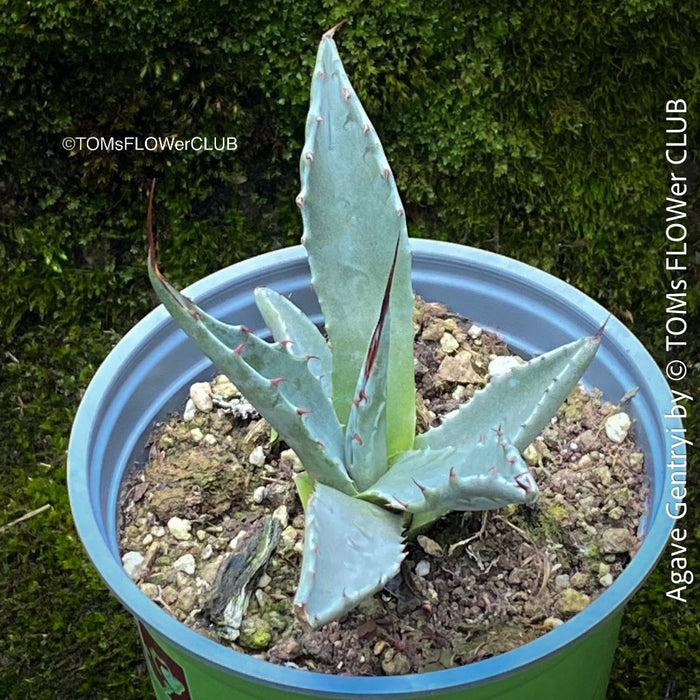 Agave Gentryi, sun loving and hardy succulent plant for sale at TOMs FLOWer CLUB