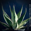 Agave Gentryi, sun loving and hardy succulent plant for sale at TOMs FLOWer CLUB