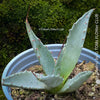 Agave Gentryi, sun loving and hardy succulent plant for sale at TOMs FLOWer CLUB