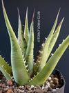 Agave Ghiesbreghtii Purpusorum, organically grown succulent plants for sale at TOMs FLOWer CLUB.