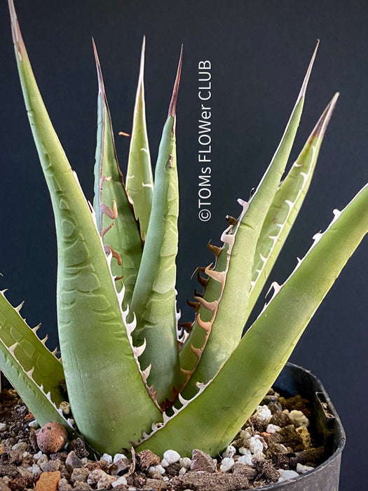 Agave Ghiesbreghtii Purpusorum, organically grown succulent plants for sale at TOMs FLOWer CLUB.