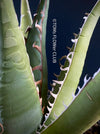 Agave Ghiesbreghtii Purpusorum, organically grown succulent plants for sale at TOMs FLOWer CLUB.