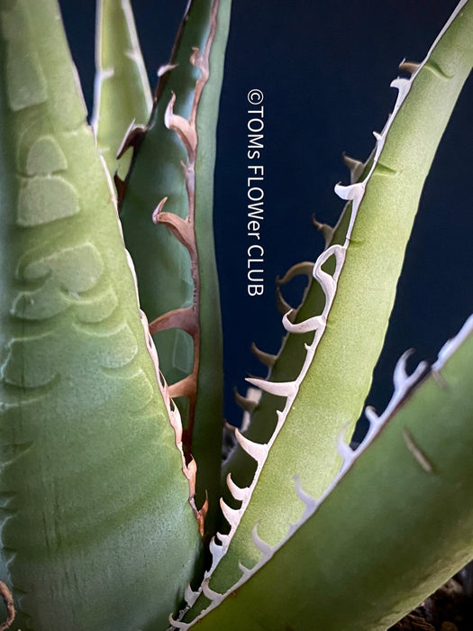 Agave Ghiesbreghtii Purpusorum, organically grown succulent plants for sale at TOMs FLOWer CLUB.