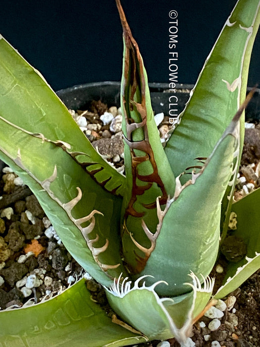 Agave Ghiesbreghtii Purpusorum, organically grown succulent plants for sale at TOMs FLOWer CLUB.