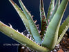 Agave Ghiesbreghtii Purpusorum, organically grown succulent plants for sale at TOMs FLOWer CLUB.