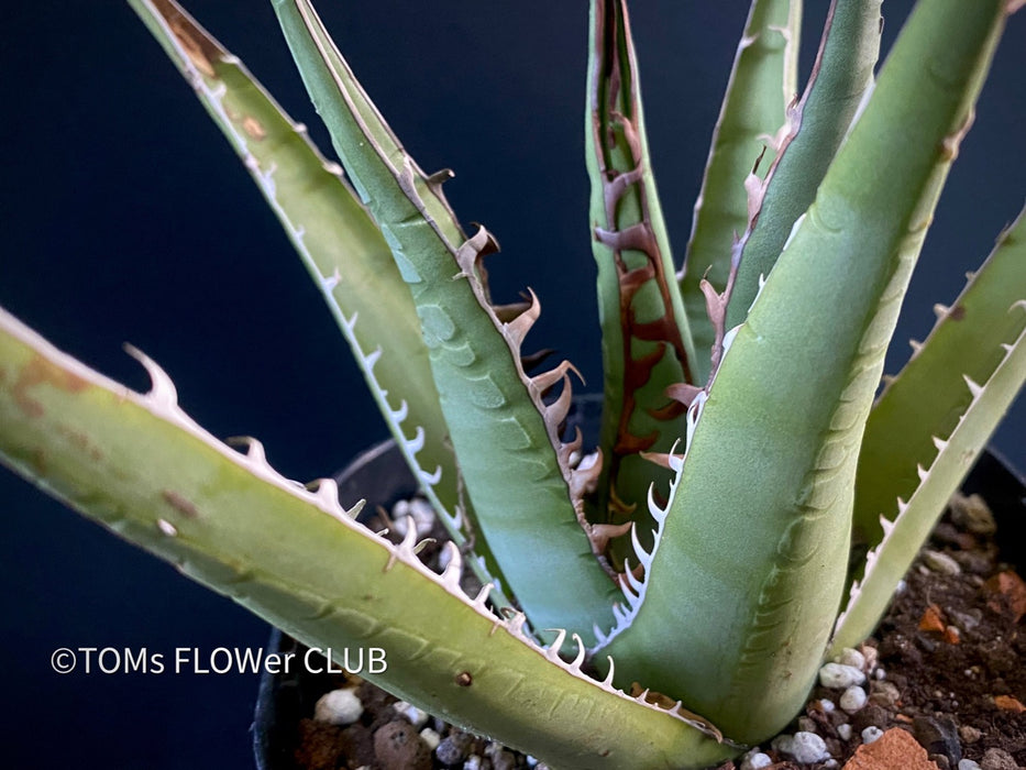 Agave Ghiesbreghtii Purpusorum, organically grown succulent plants for sale at TOMs FLOWer CLUB.