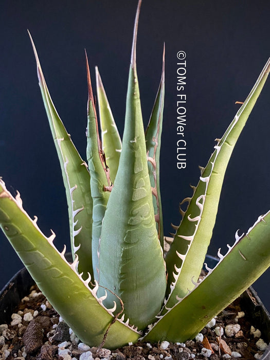 Agave Ghiesbreghtii Purpusorum, organically grown succulent plants for sale at TOMs FLOWer CLUB.