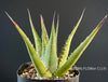 Agave Ghiesbreghtii Purpusorum, organically grown succulent plants for sale at TOMs FLOWer CLUB.