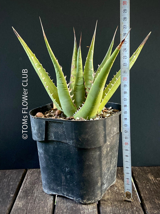 Agave Ghiesbreghtii Purpusorum, organically grown succulent plants for sale at TOMs FLOWer CLUB.