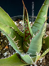 Agave Ghiesbreghtii Purpusorum, organically grown succulent plants for sale at TOMs FLOWer CLUB.