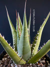 Agave Ghiesbreghtii Purpusorum, organically grown succulent plants for sale at TOMs FLOWer CLUB.