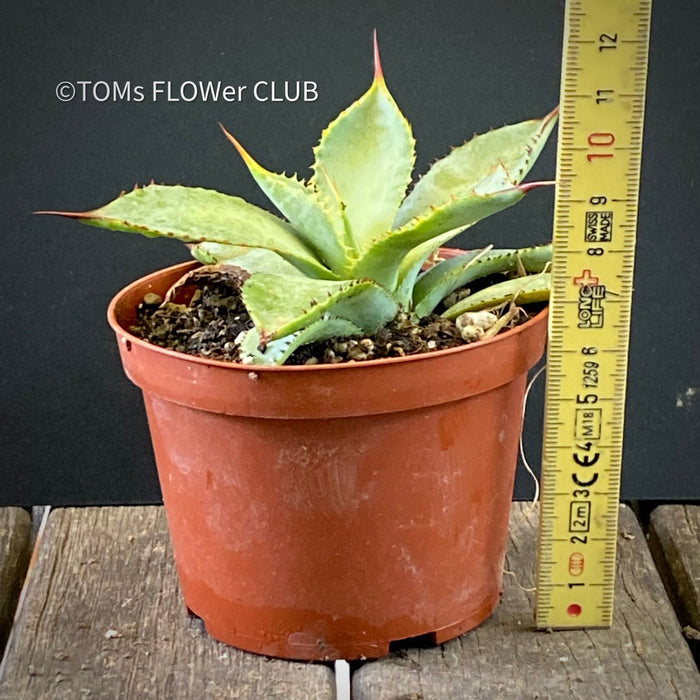 Agave Guiengola, Creme Brulee Agave, Sun loving succulent plant, TOMs FLOWer CLUB, succulent, Sukkulent, Cactus