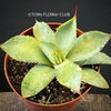 Agave Guiengola, Creme Brulee Agave, Sun loving succulent plant, TOMs FLOWer CLUB, succulent, Sukkulent, Cactus