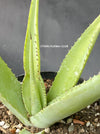 Agave Guiengola, Creme Brulee Agave, Sun loving succulent plant, TOMs FLOWer CLUB, succulent, Sukkulent, Cactus