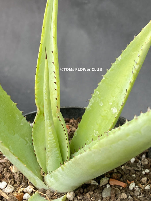 Agave Guiengola, Creme Brulee Agave, Sun loving succulent plant, TOMs FLOWer CLUB, succulent, Sukkulent, Cactus