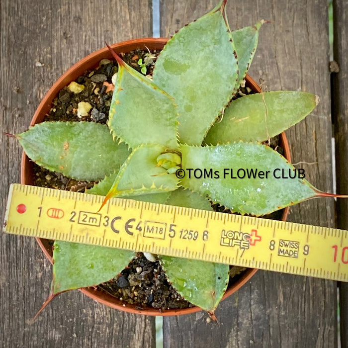 Agave Guiengola, Creme Brulee Agave, Sun loving succulent plant, TOMs FLOWer CLUB, succulent, Sukkulent, Cactus